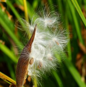 Seeds fluffy close up