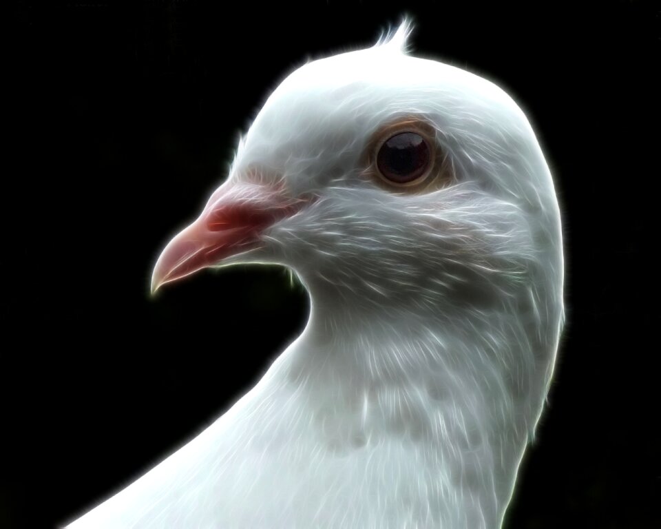 Nature feather beak