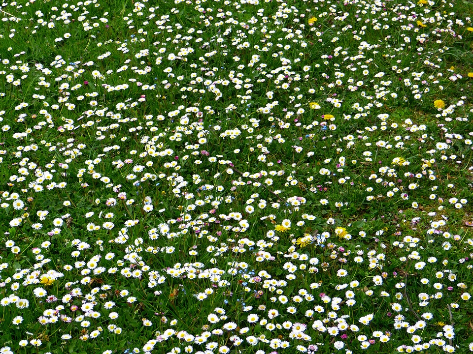 Flowers blossom bloom