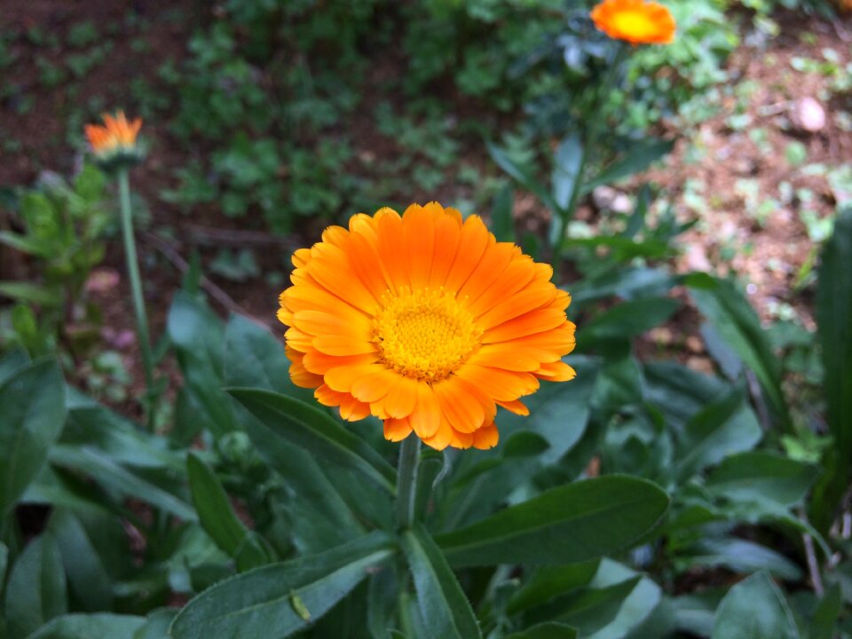 Garden summer orange