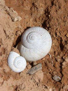 Spiral architecture animal geometry animal