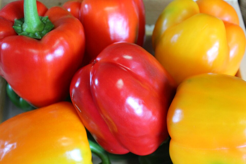 Fruit pepper farming
