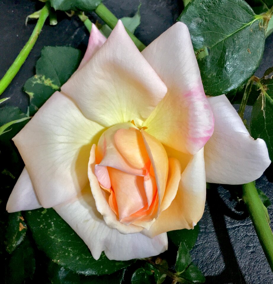 Rosa flower garden