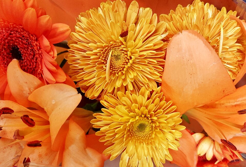 Flora petal orange beauty
