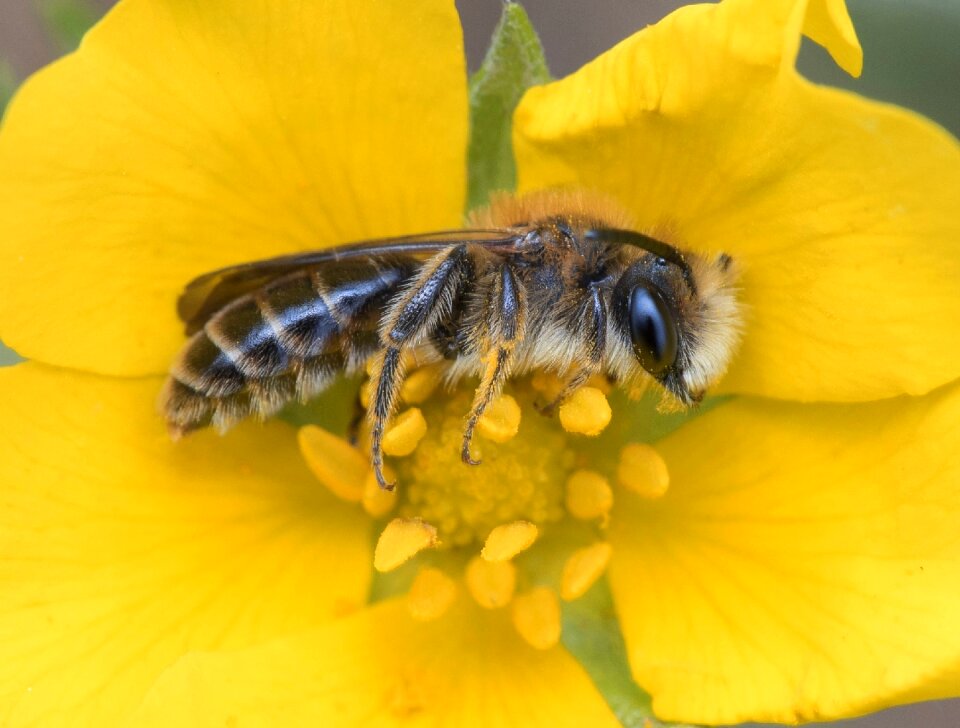 Bee outdoors yellow nature