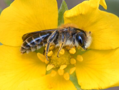 Bee outdoors yellow nature