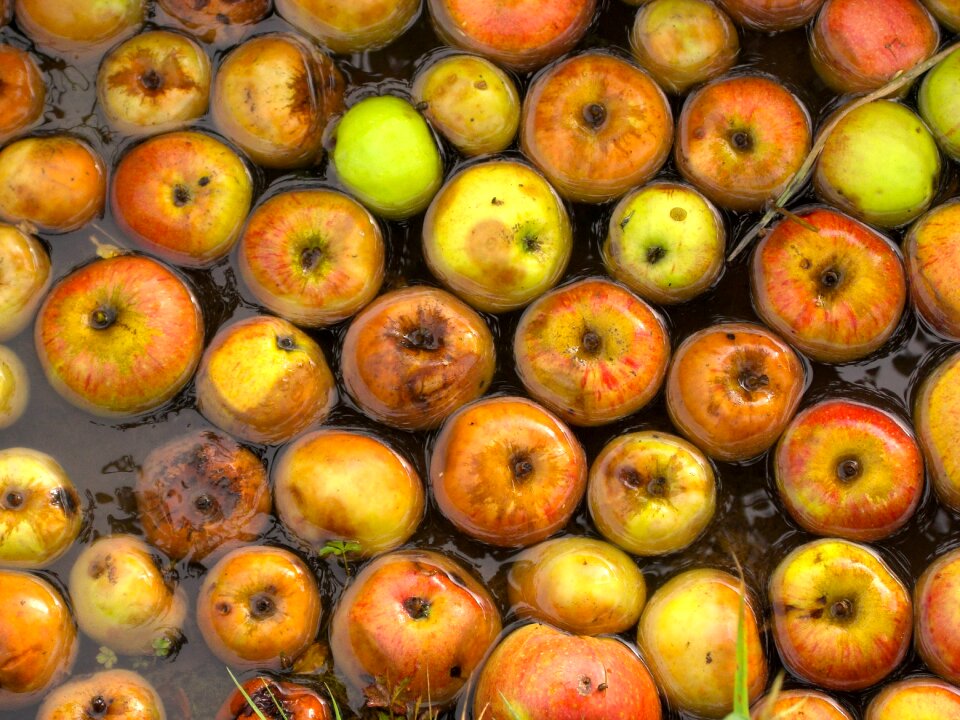 Apple water rot