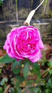 Flora rose floral