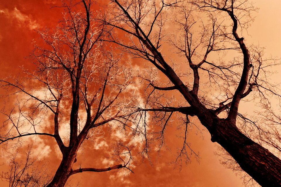 Branch bare tree winter tree