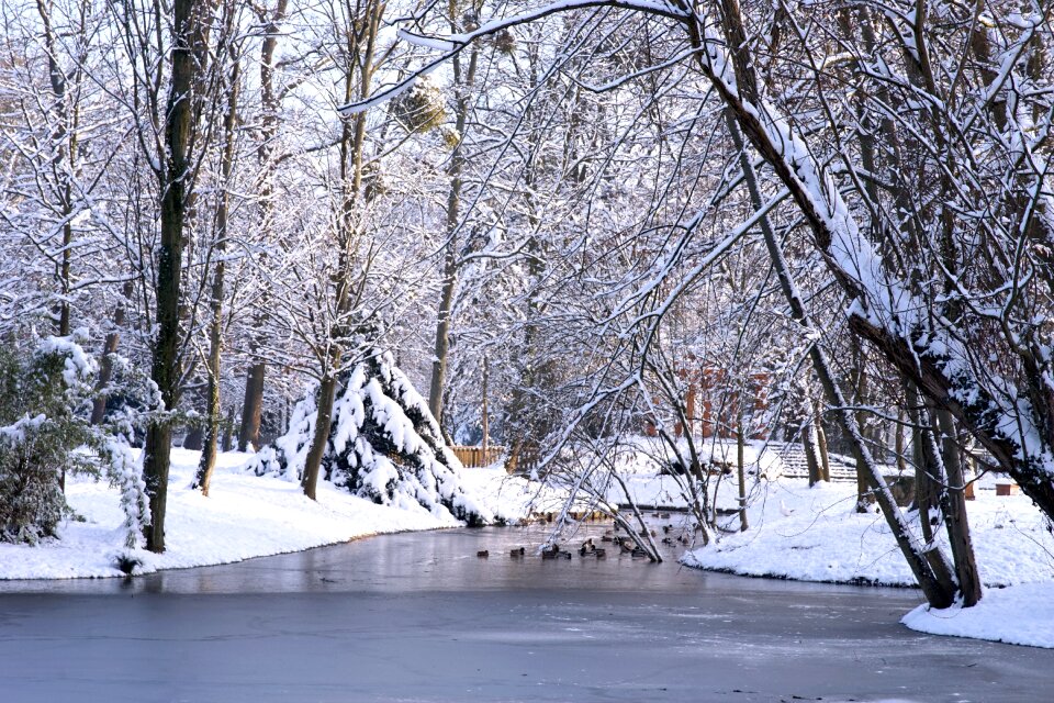 Cold frost tree
