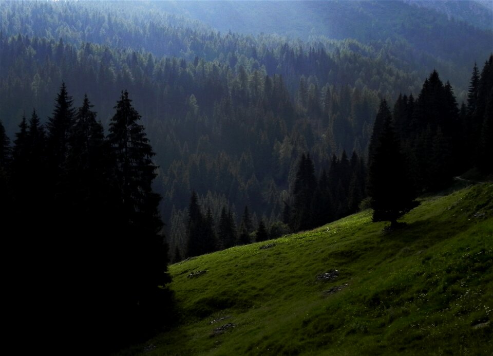 Mountain forest prato