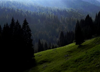Mountain forest prato