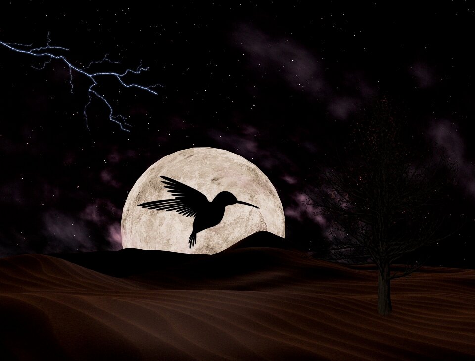 Night sky moon silhouette