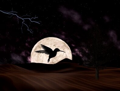 Night sky moon silhouette photo