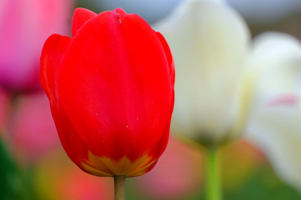 Any person not plant vivid