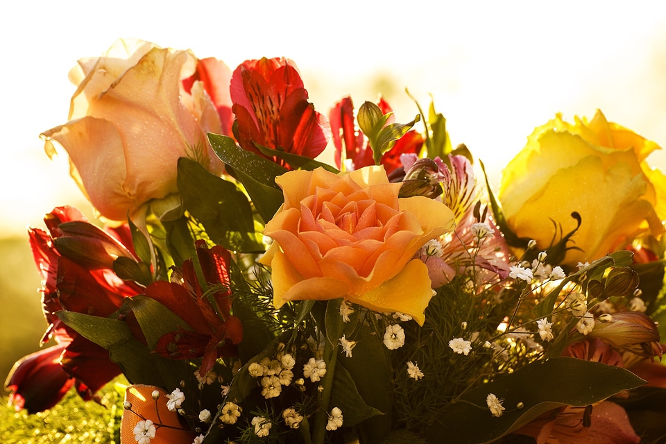 Rose yellow flower color
