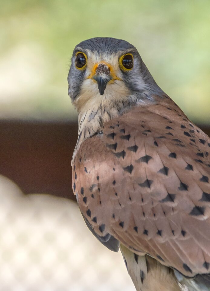 Wildlife feather falconry