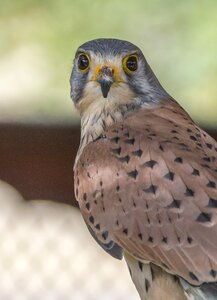 Wildlife feather falconry photo
