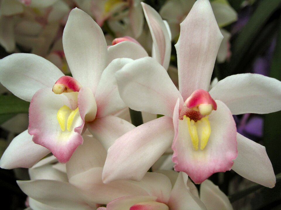 Petal blooming tropical