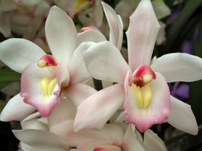Petal blooming tropical