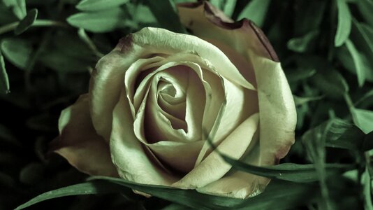 Plant love flowers