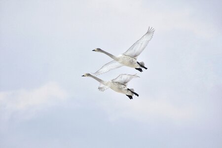 Wild birds waterfowl fields