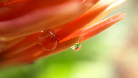 Bright flora nature