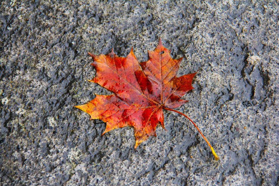 Red orange colorful