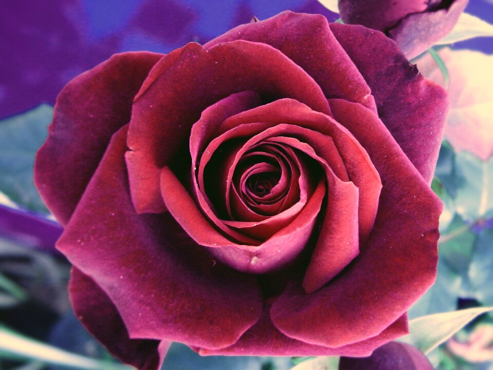 Blooming floral love