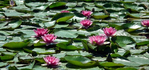 Plant leaf nature