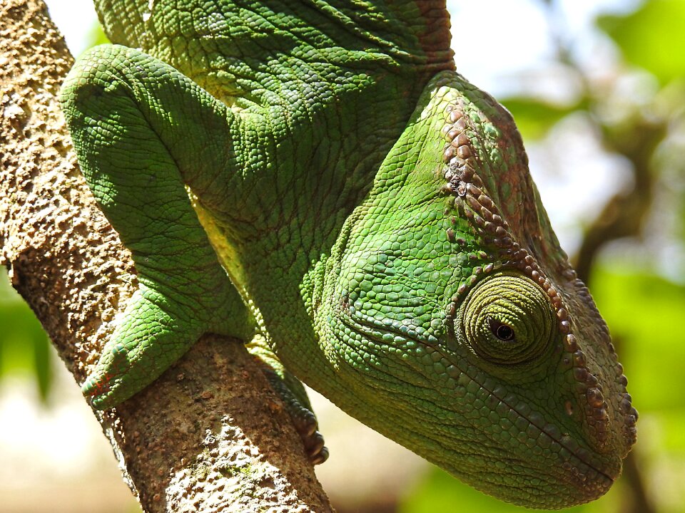 Nature animal
