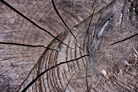 Log rough tree log photo