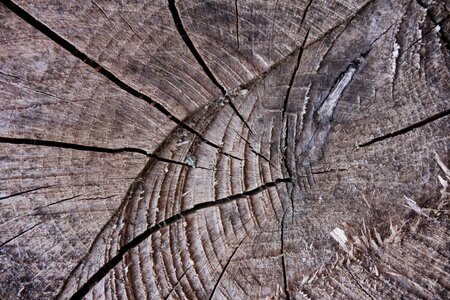 Log rough tree log