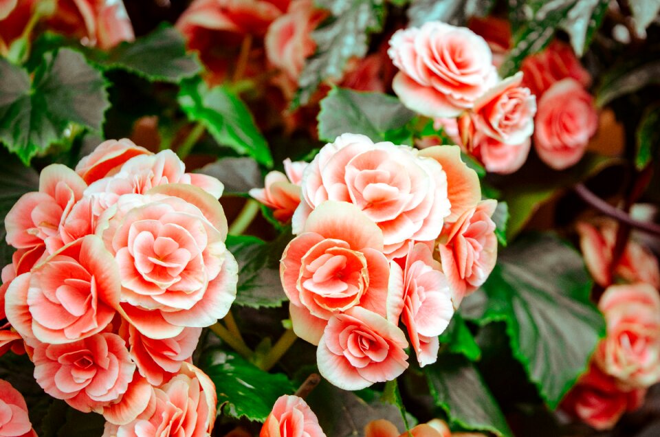 Flora nature