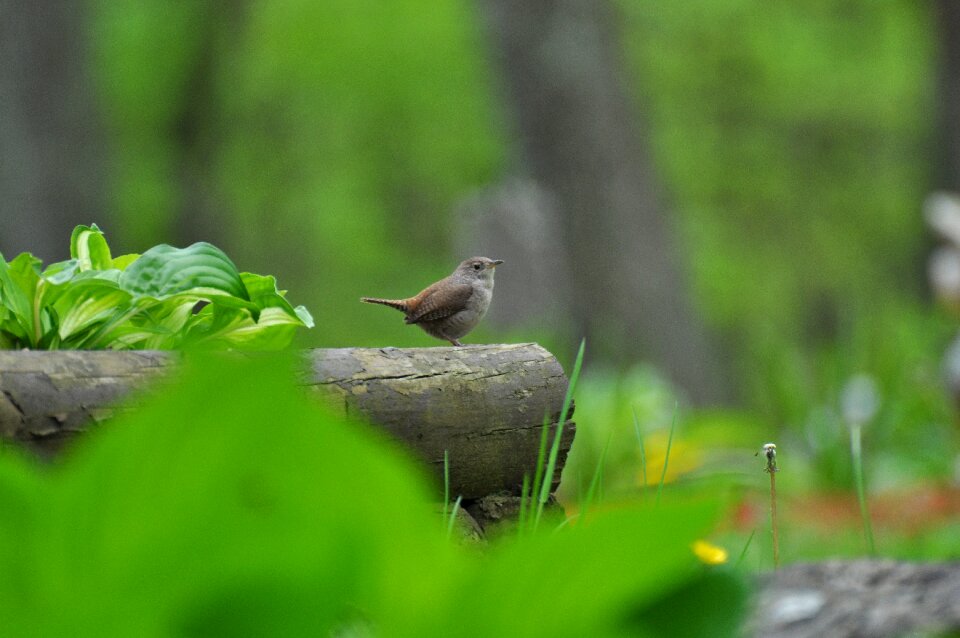 Leaf bird animal