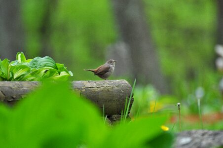 Leaf bird animal photo