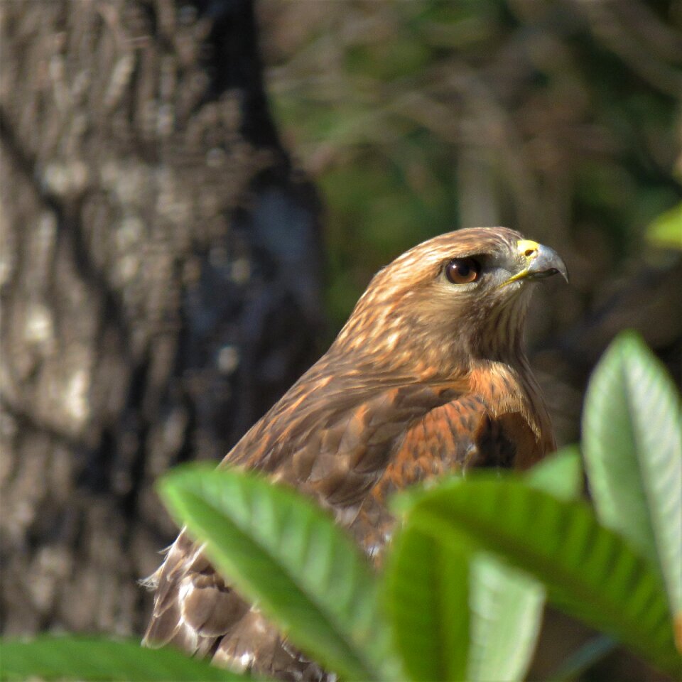 Wildlife nature