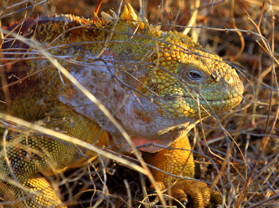 Animal wildlife galapagos lizard