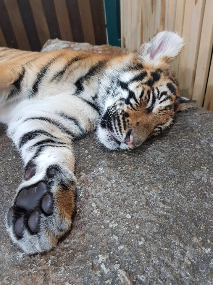 Mammal carnivore tiger