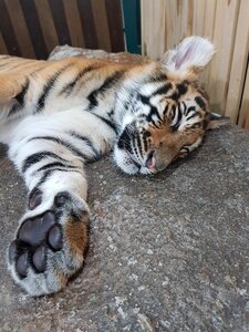 Mammal carnivore tiger photo