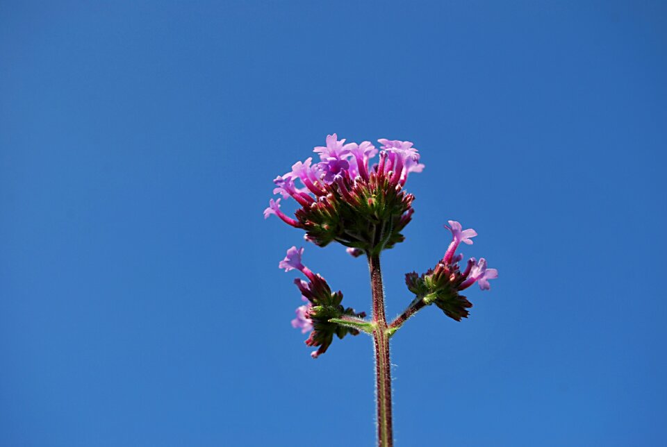Flower verbena patagońska garden