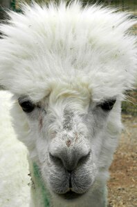 The zoo animals the head of the