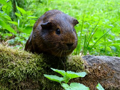 Guinea pigs cute grass photo