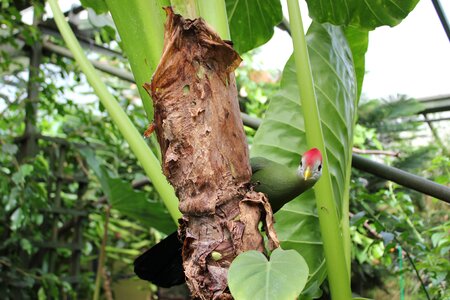 Food growth tropical