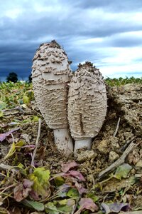 Mushrooms close up dramatic