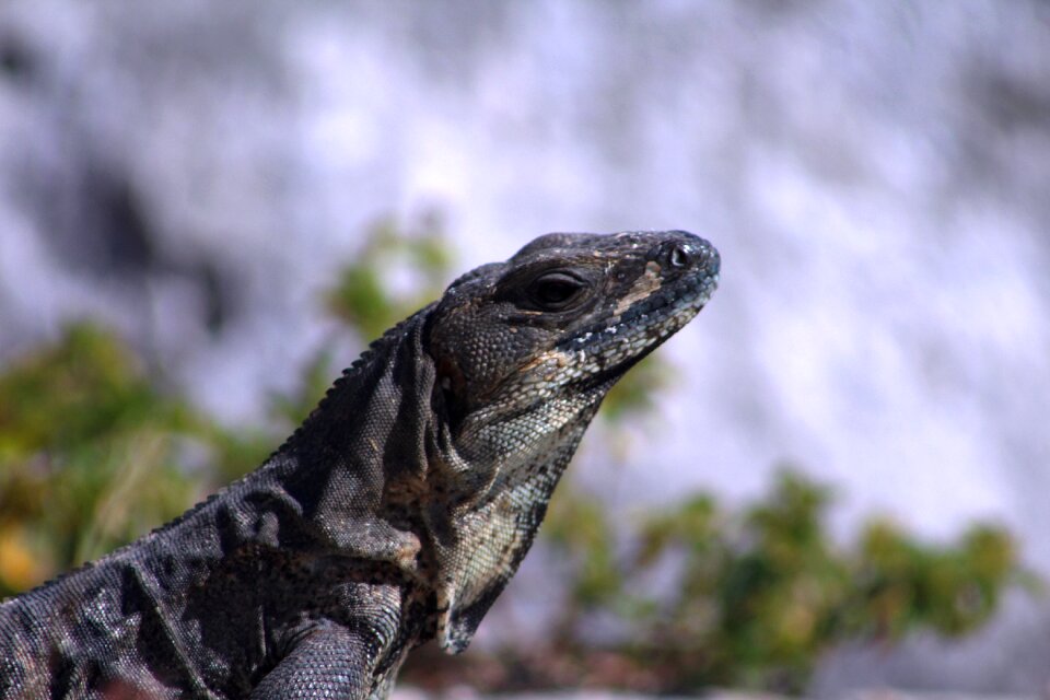Lizard reptile iguana