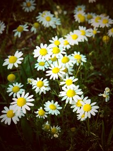 Summer floral field