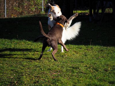 Nature pet action