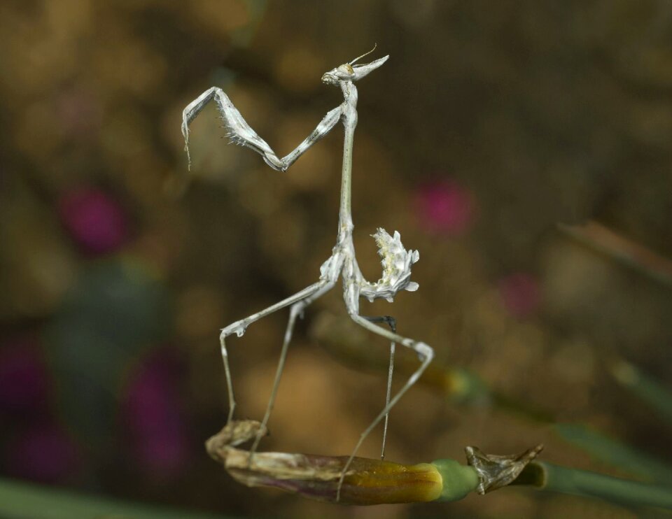 Wildlife insect mantis
