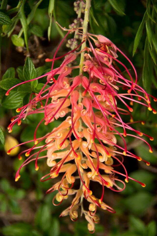 Native pink red